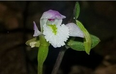 Triphora trianthophoros