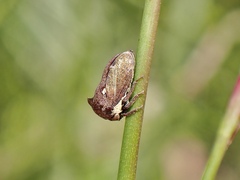 Centrotus cornutus