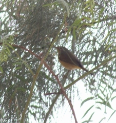 Leiothlypis ruficapilla