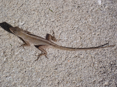 Anolis sagrei