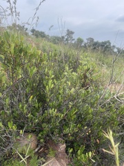 Ancylobothrys capensis