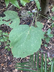 Hampea