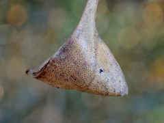 Cymbacha