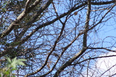 Columbina talpacoti