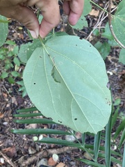 Hampea