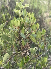 Ancylobothrys capensis