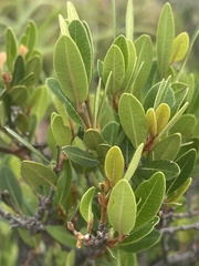Ancylobothrys capensis