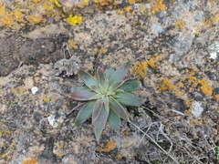 Dudleya abramsii setchellii