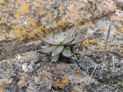 Dudleya abramsii setchellii