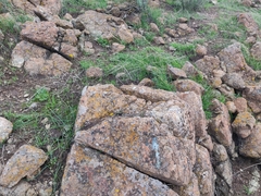 Dudleya abramsii setchellii
