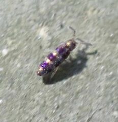 Entomobryidae