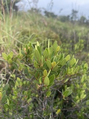 Ancylobothrys capensis