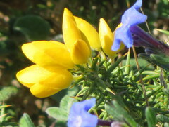 Ulex minor