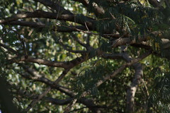 Icterus spurius