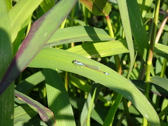 Ischnura senegalensis