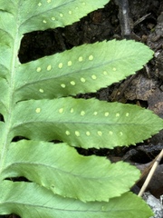 Polypodium calirhiza