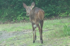 Tragelaphus sylvaticus