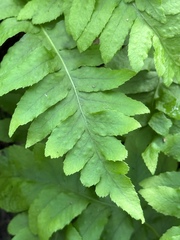 Polypodium calirhiza
