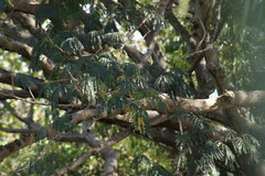 Icterus spurius