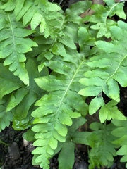 Polypodium calirhiza