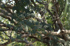 Icterus spurius