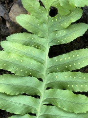 Polypodium calirhiza