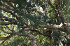 Icterus spurius