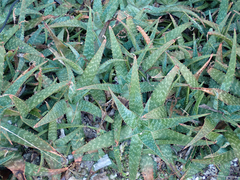 Aloe maculata