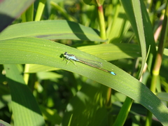 Ischnura senegalensis
