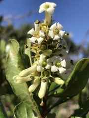 Escallonia myrtoidea