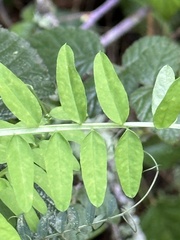 Vicia gigantea