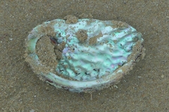 Haliotis midae