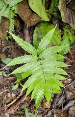 Macrothelypteris torresiana