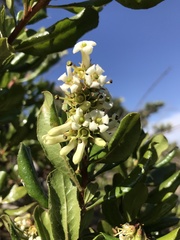 Escallonia myrtoidea