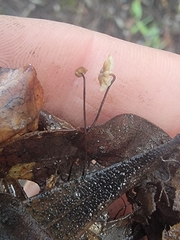 Collybiopsis quercophila