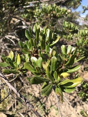 Escallonia myrtoidea