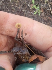 Collybiopsis quercophila