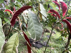 Excoecaria cochinchinensis