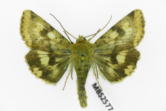 Heliothis adaucta