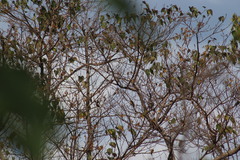 Icterus spurius