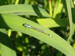 Ischnura senegalensis