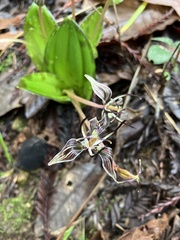 Scoliopus bigelovii