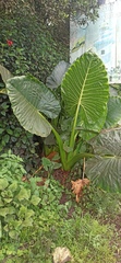Alocasia macrorrhizos
