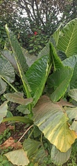 Alocasia macrorrhizos