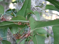 Smilax auriculata