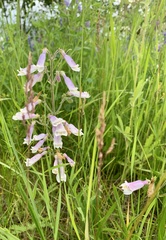 Penstemon hirsutus