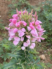 Cleome houtteana