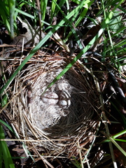 Emberiza spodocephala