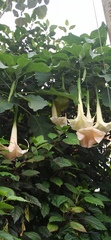 Brugmansia versicolor
