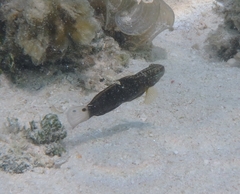 Amblygobius phalaena